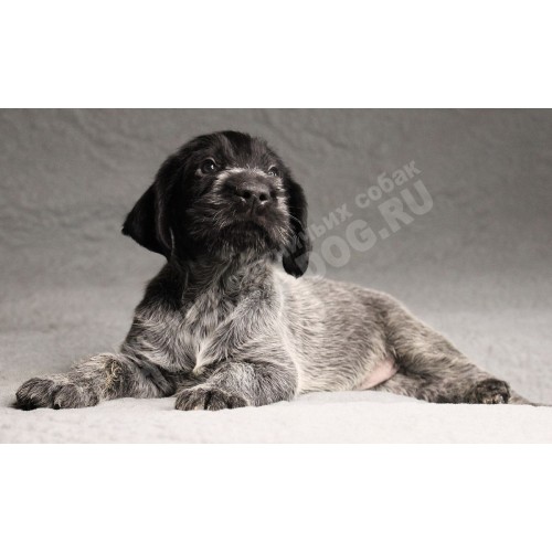 Лучший щенок из помета П кобель №6 породы дратхаар Лучший щенок из помета П кобель №6 породы дратхаар